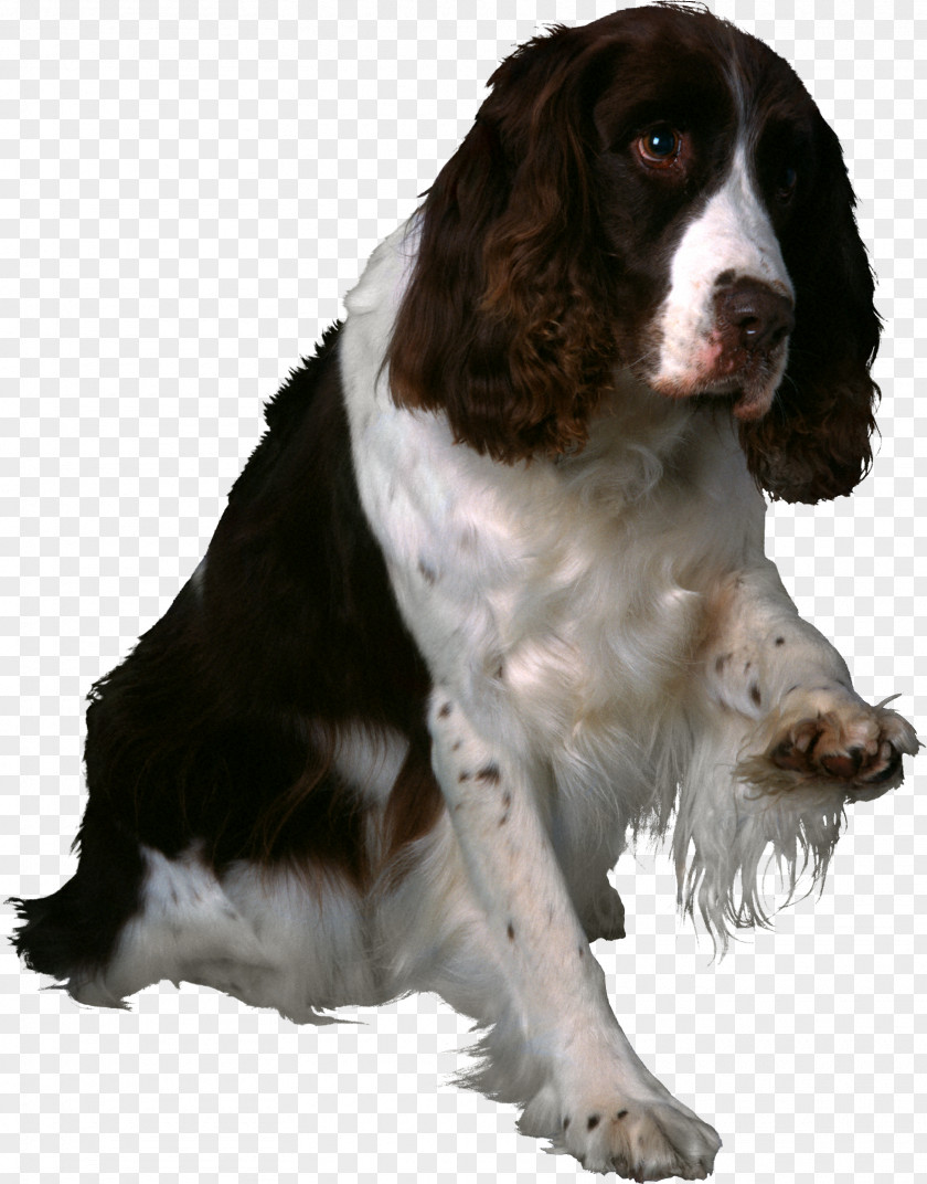 Dog English Springer Spaniel Welsh Drentse Patrijshond Field PNG