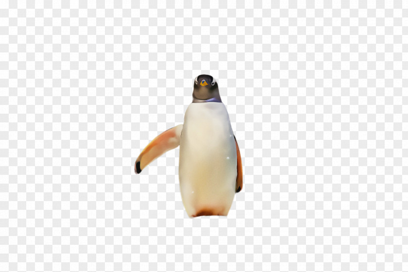 Beak Gentoo Penguin PNG