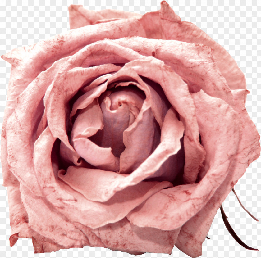 Flower Garden Roses Cabbage Rose Floribunda Pink PNG