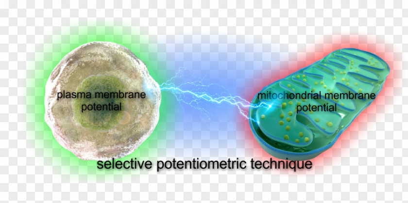 Fluorescent Dye Microscope TMRM+ Membrane Potential Mitochondrion Cell Calibration PNG