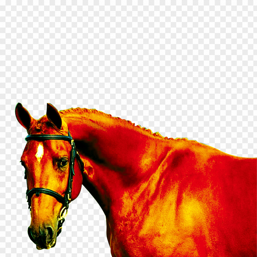 Horses Mustang Mane Equine Coat Color PNG