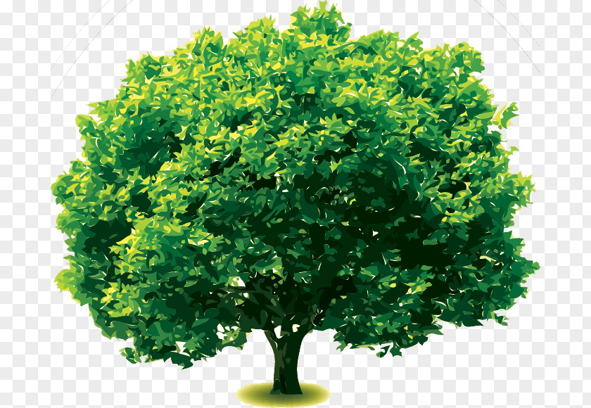 Oak Grevillea Robusta Tree Clip Art PNG
