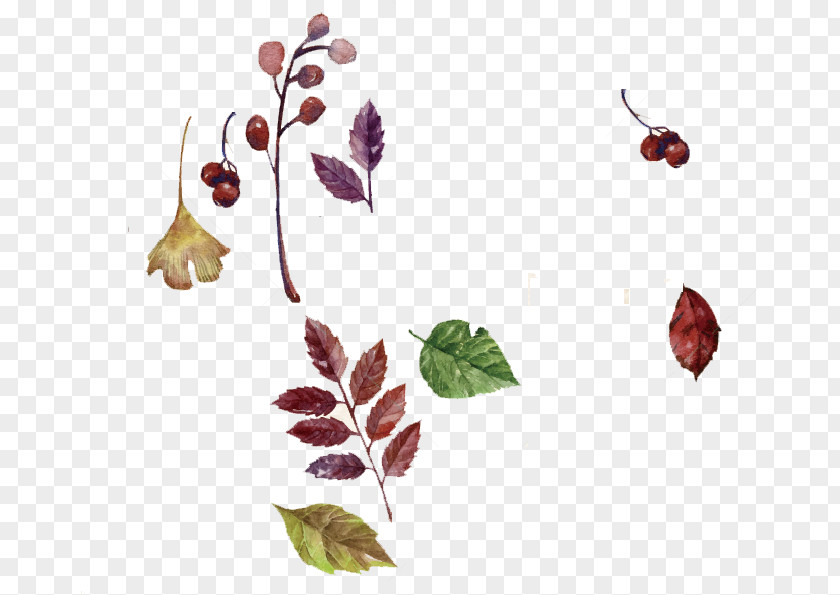 Pedicel Plant Autumn Leaf Drawing PNG