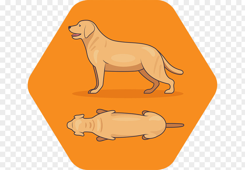 Puppy Dog Breed Weight Measuring Scales PNG