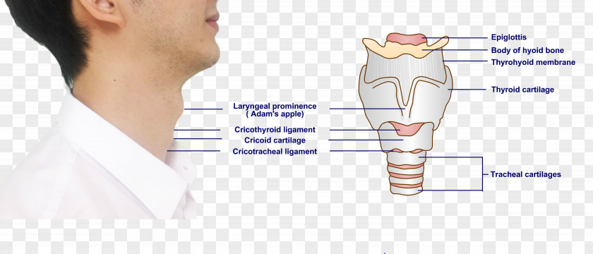 Submandibular Gland Mouth Cricoid Cartilage Hyoid Bone Larynx PNG
