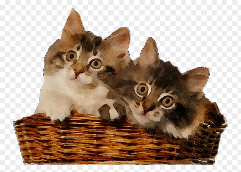 Cat Small To Medium-sized Cats Kitten Whiskers Basket PNG