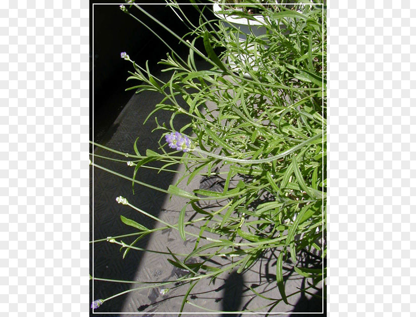Lavandula Herb Houseplant PNG