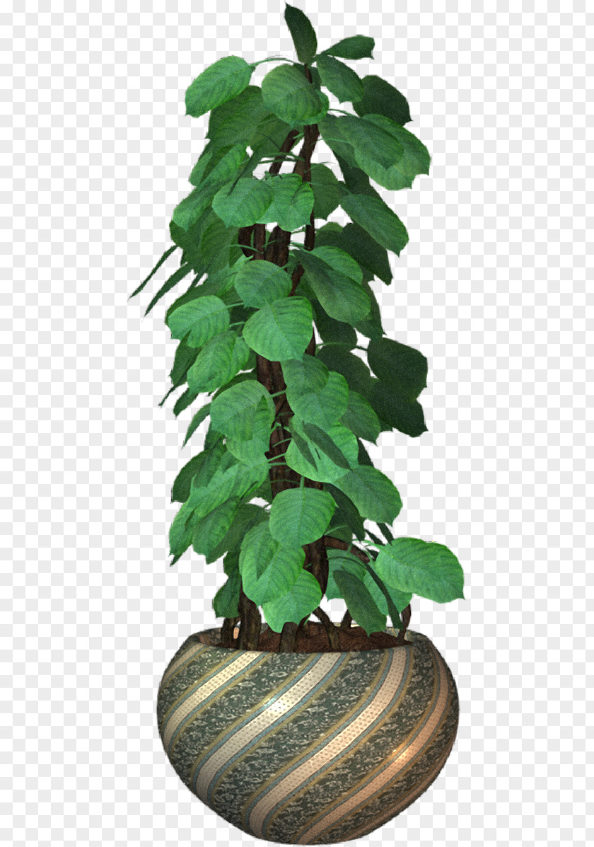 Plant Flowerpot PNG