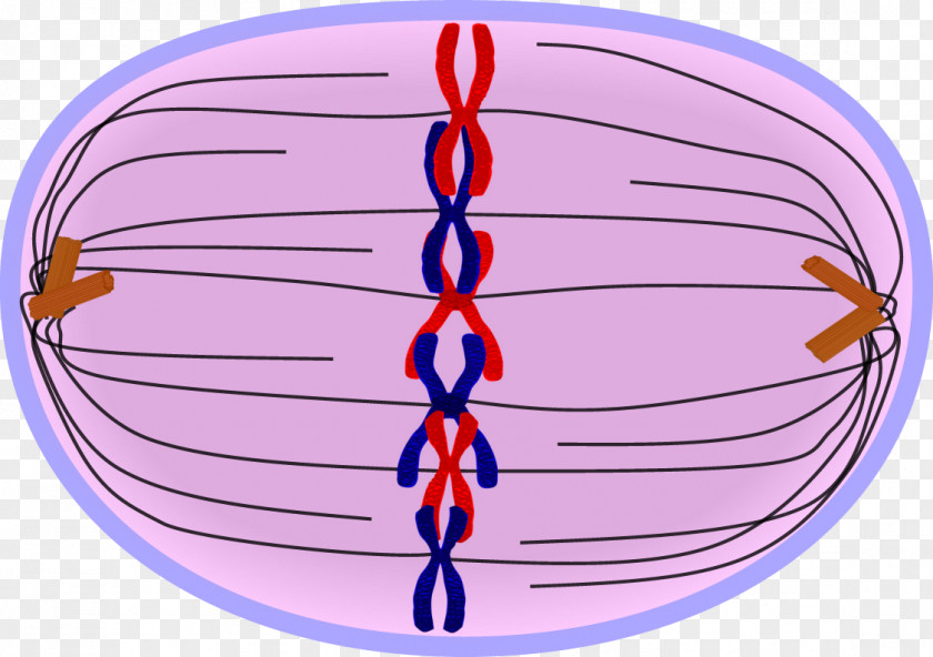 Prometaphase Mitosis Prophase Telophase PNG