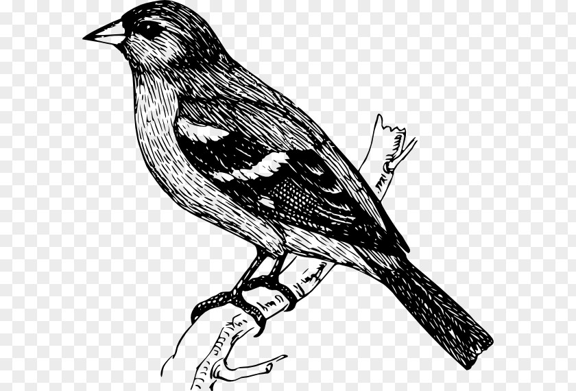 Bird Finch Drawing PNG