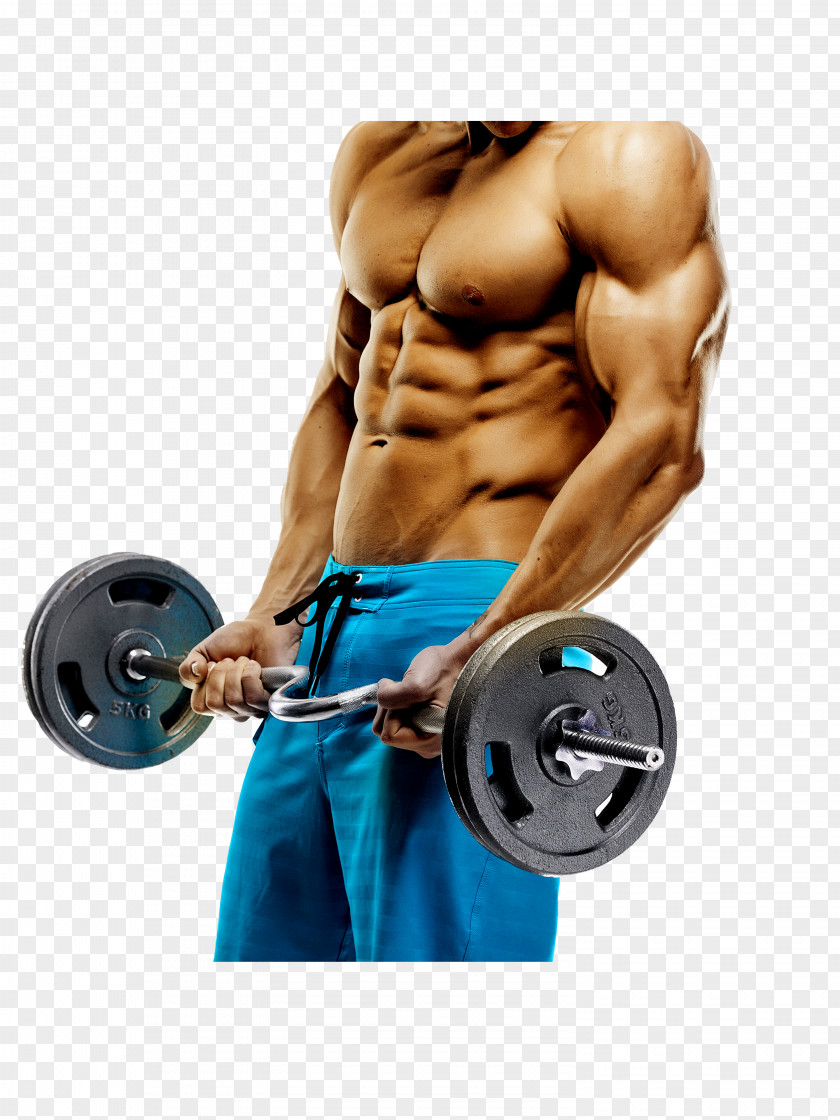 Fitness People Arm Triceps Brachii Muscle Biceps Physical Exercise PNG