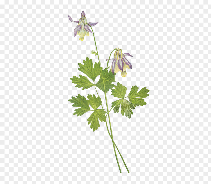 Green Floral Material United States Shortspur Columbine (Aquilegia Brevistyla) Wild Flowers Of America PNG