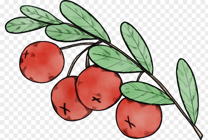 Leaf Lingonberry Tree Apple PNG