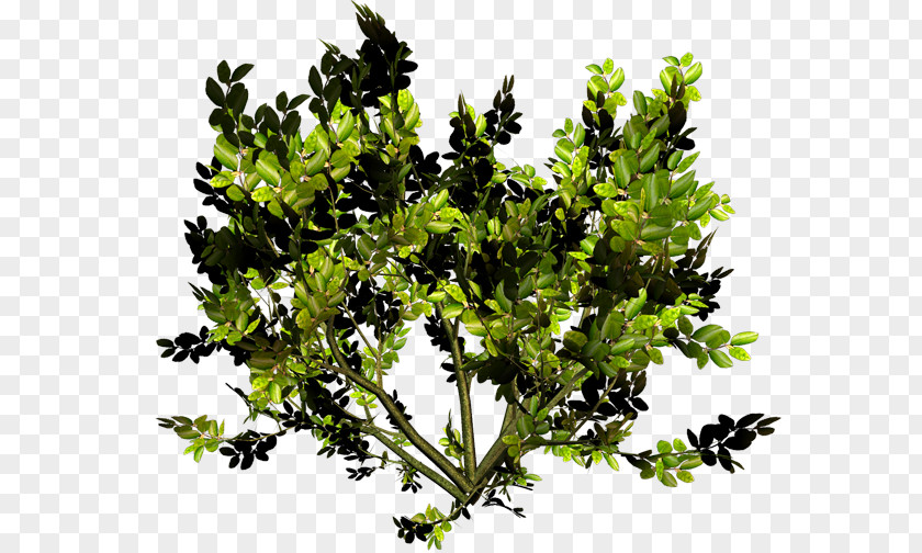 Leaf Twig Vegetable Shrub PNG