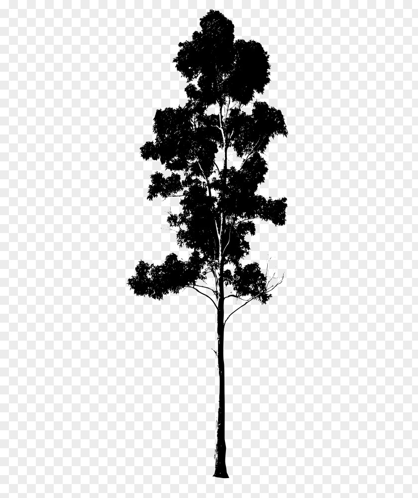 Oak American Larch Pine Tree Silhouette PNG