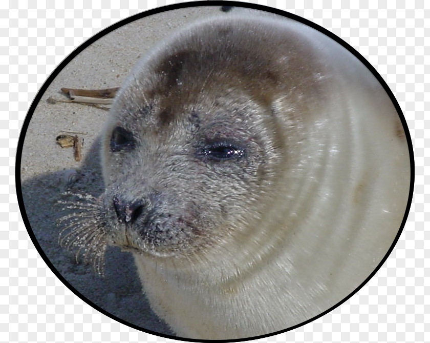 Sea Lion Harbor Seal Snout PNG