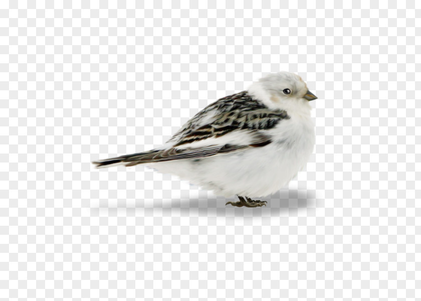Hand Painted Sparrow Bird PNG