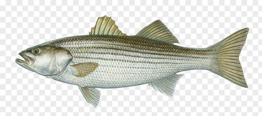 A Silver Carp International Game Fish Association Hybrid Striped Bass Largemouth PNG