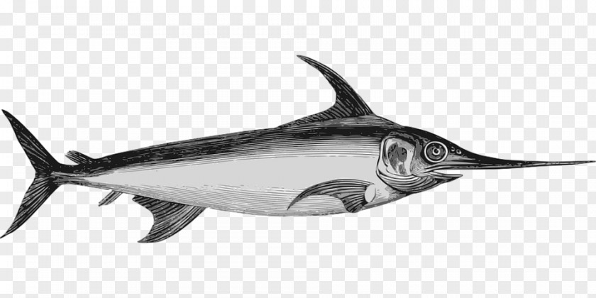 Fish Swordfish Marlin Clip Art PNG