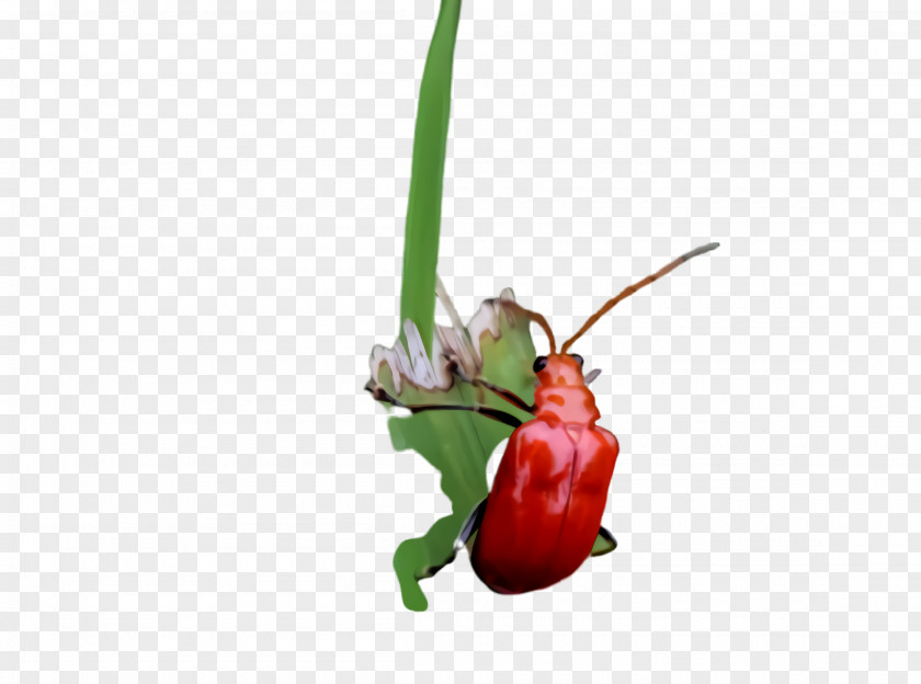 Flowering Plant Vegetable Insect Pest Flower PNG