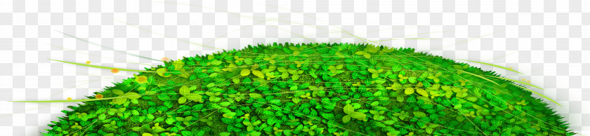 Green Lawn Grass Close-up PNG