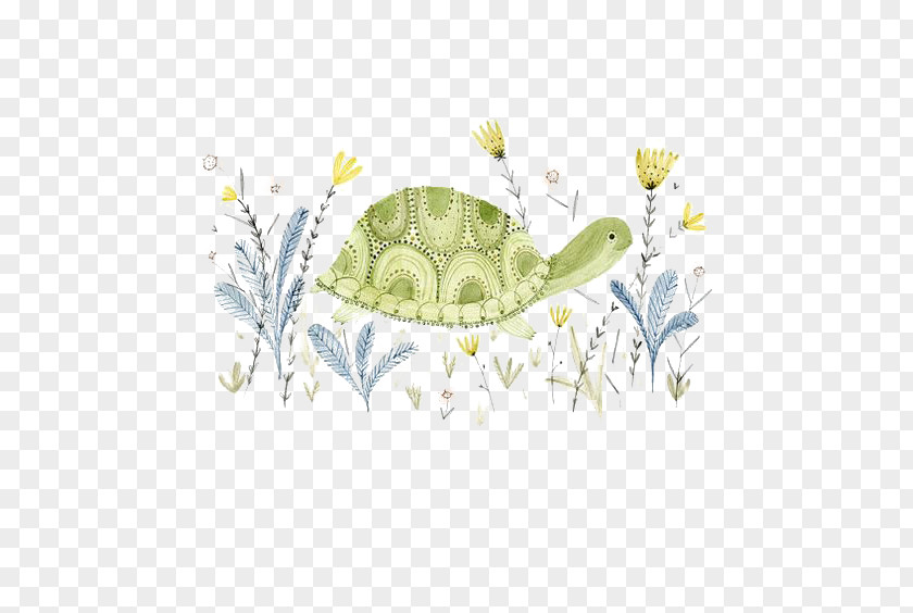 Little Green Turtle The Illustration PNG