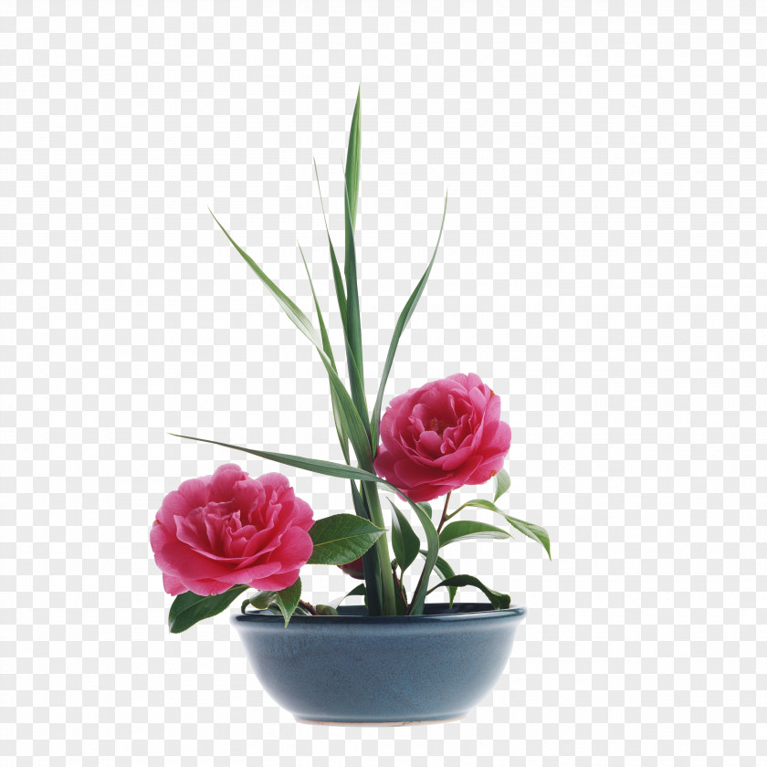 Peony Paeonia Lactiflora Flower Bouquet Clip Art PNG