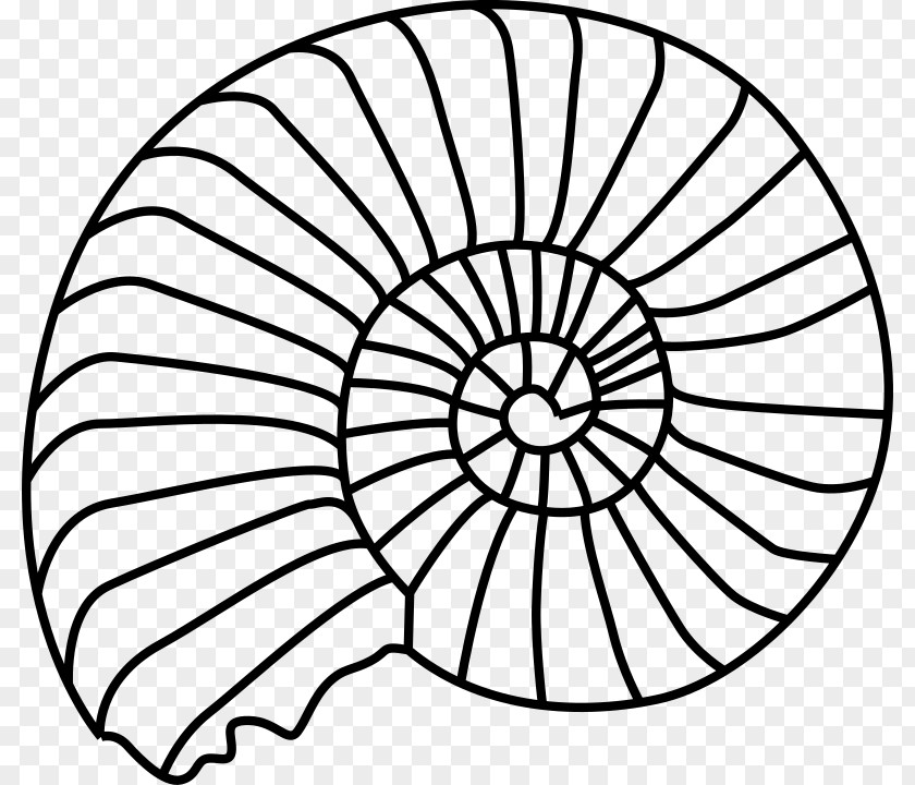 Seashell Ammonites Fossil Clip Art PNG