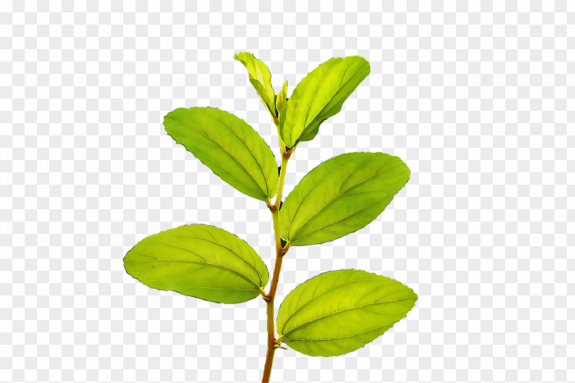 Plant Stem Leaf Herb Plants Science PNG