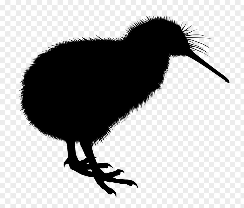 Australian Synchrotron Taranaki Beak Parininihi Ki Waitotara Incorporation Bird PNG