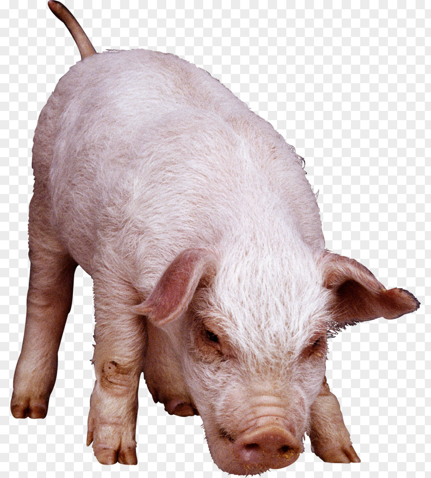 Domestic Pig Fodder Clip Art PNG