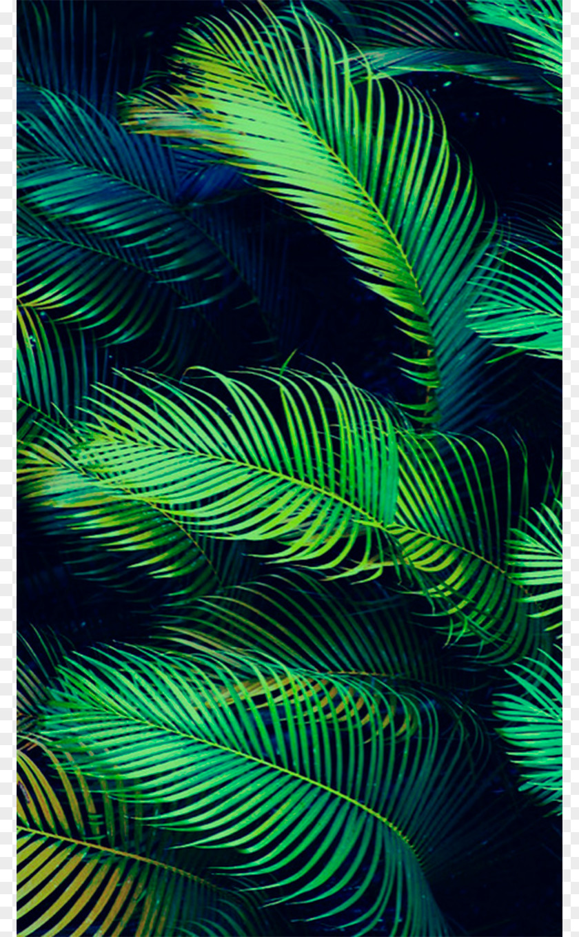 Banana Leaves Arecaceae Leaf Palm Branch Tropics Wallpaper PNG