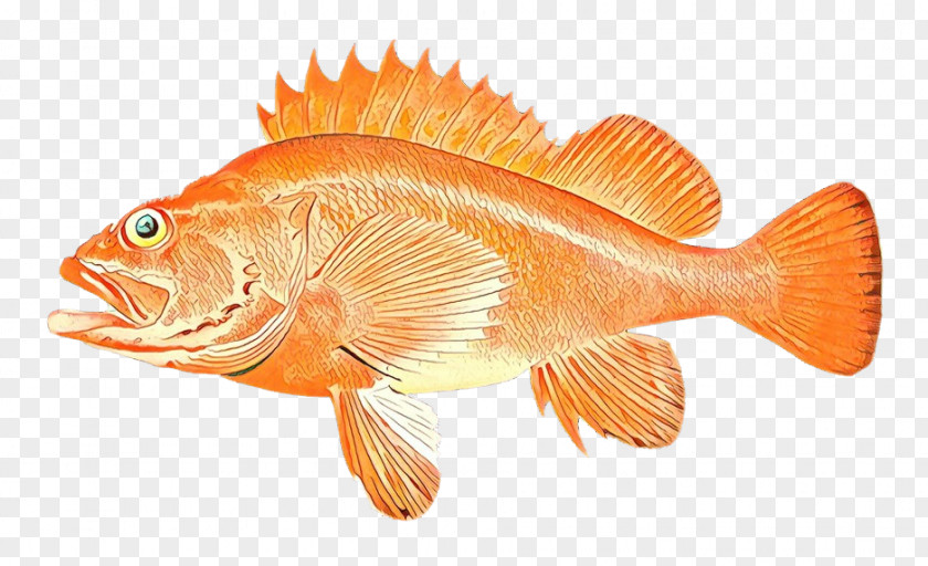 Fish Products Rock Cod Orange PNG