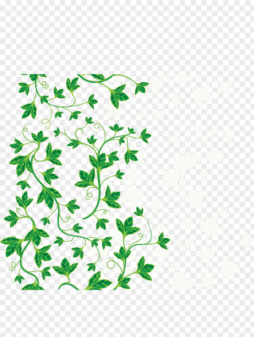 Green Leaves Common Ivy Leaf Vine PNG
