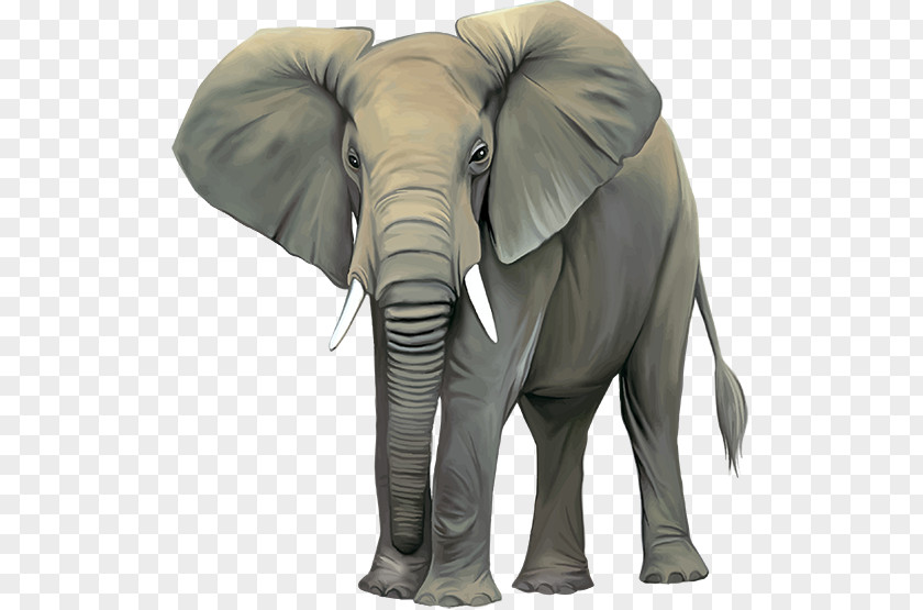 African Bush Elephant Elephantidae Indian Stock Photography Clip Art PNG