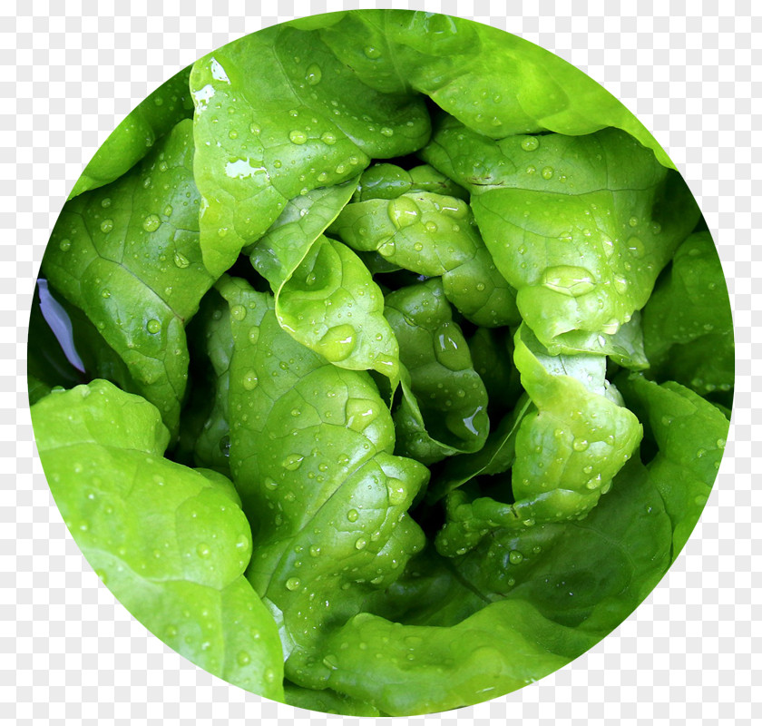Green Tea Leaf Vegetable Food Lettuce PNG