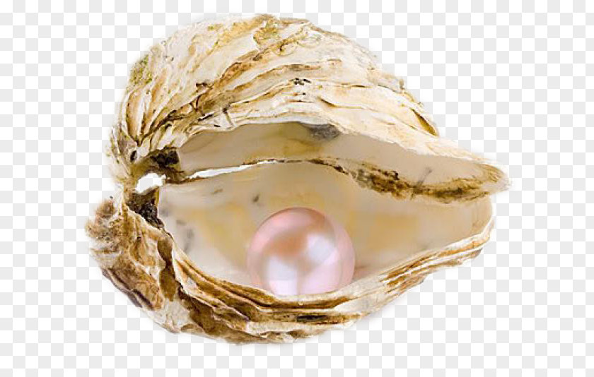 Seashell De Oestercompagnie Pearl Oyster Necklace PNG