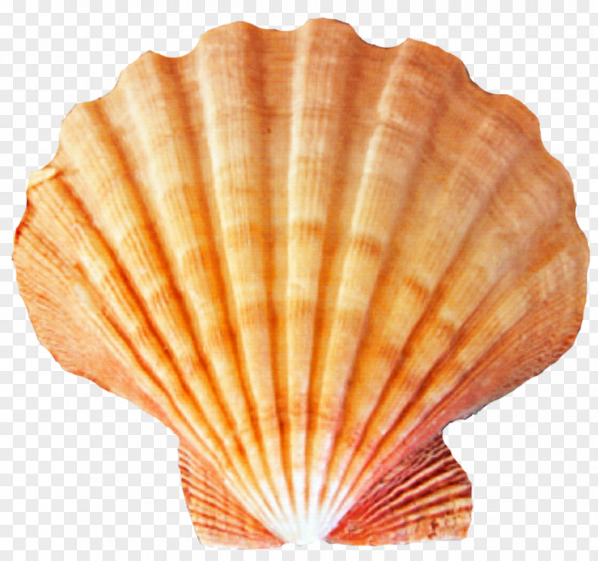 Shell Seashell Desktop Wallpaper Clip Art PNG