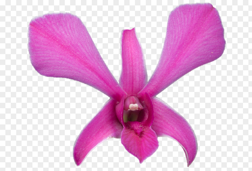 Darshan Belur Math Moth Orchids Cattleya Sarada Uchiha Plant PNG
