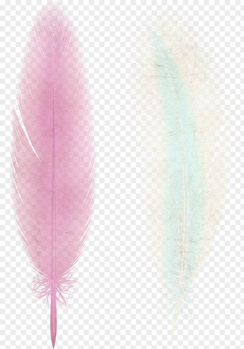 Feather Eyebrow PNG