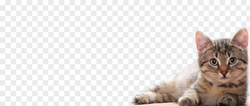 Funny Cats Kitten Cat Desktop Wallpaper Ultra-high-definition Television PNG