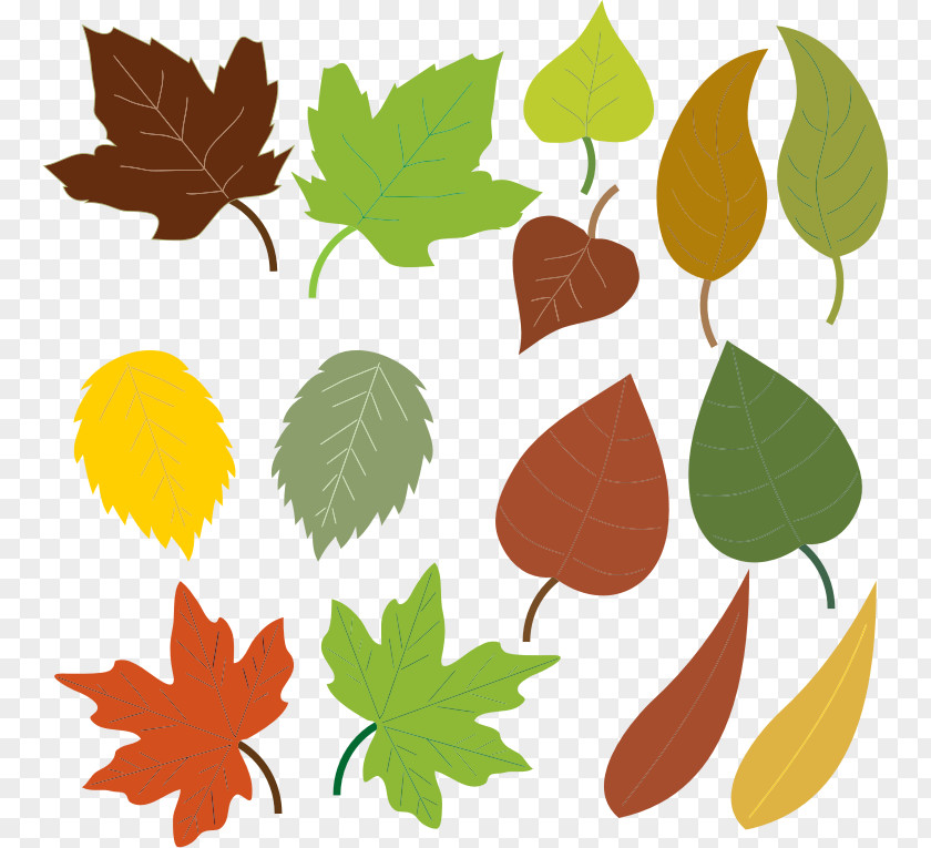 Leaf Clip Art Autumn Color PNG
