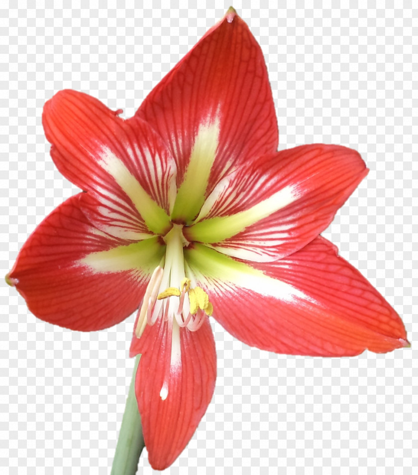 Sri Sarada Devi Textiles Amaryllis Jersey Lily Cut Flowers Plant Stem PNG