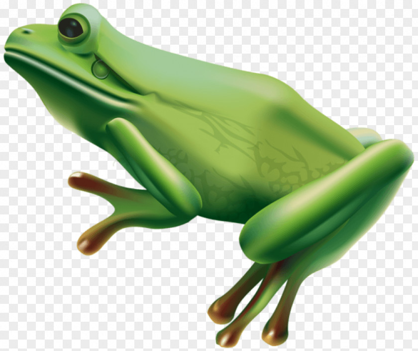 Frog Glass Cat PNG