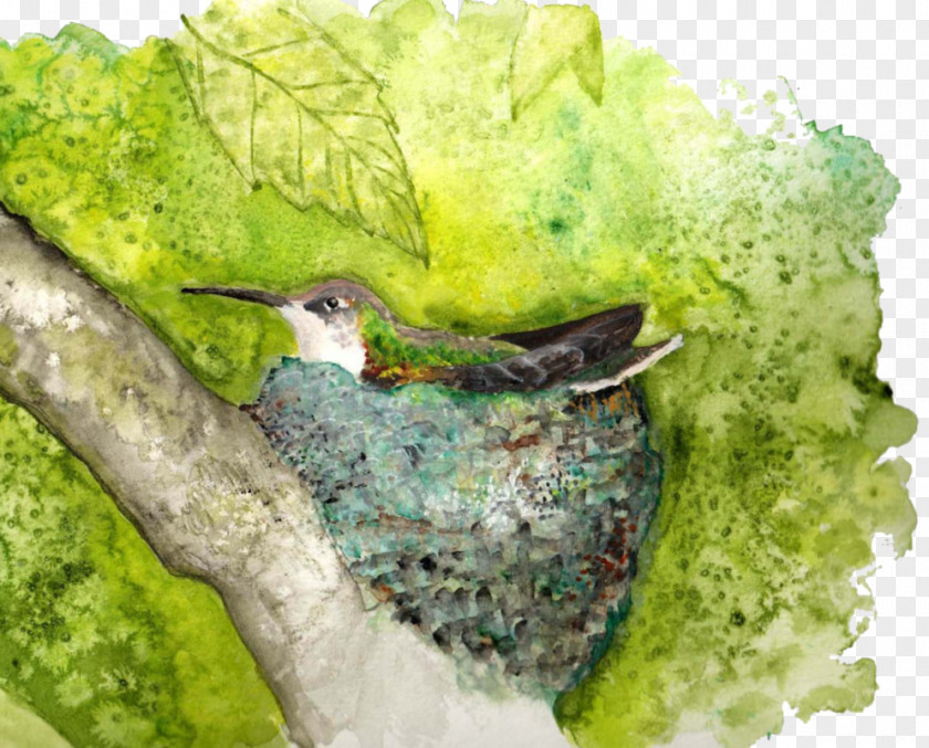 Hummingbird Watercolor Beak Fauna PNG