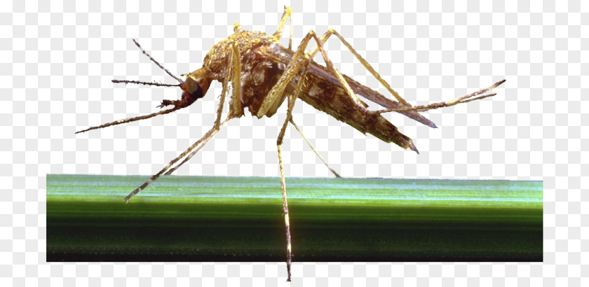 Mosquito Dog Pterygota Parasitism Fly PNG