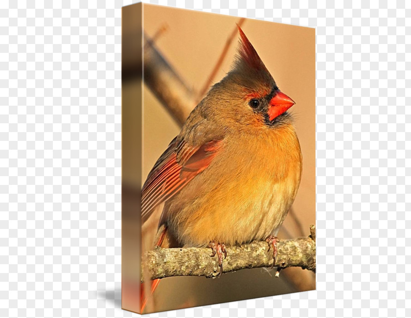 Northern Cardinal Finches Gallery Wrap American Sparrows PNG