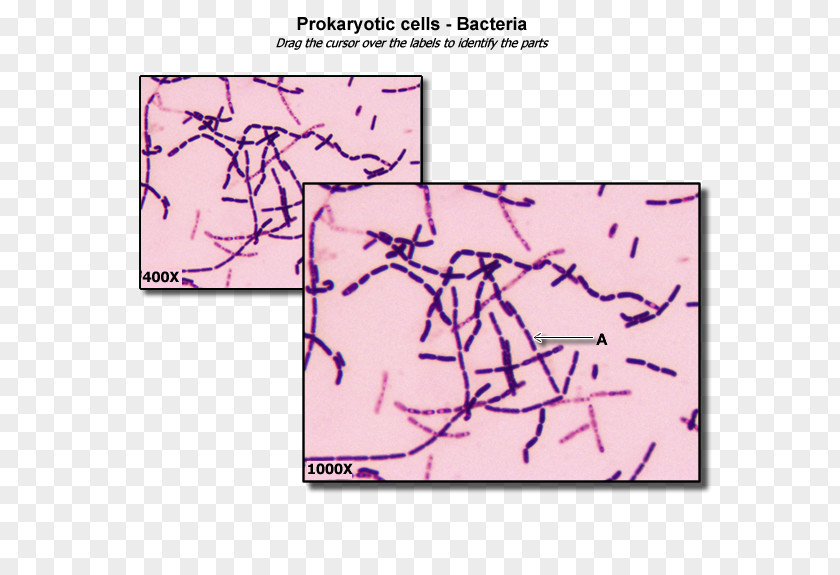 Organelle Bacterial Cell Structure Prokaryote Cytoplasm PNG