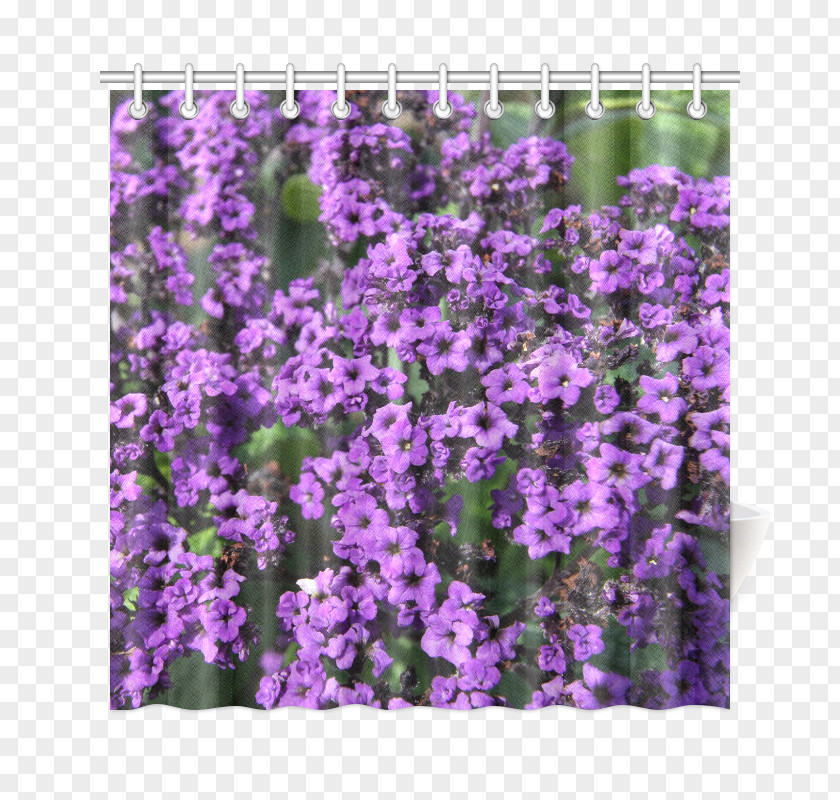 билкова аптекаPurple Flowers Design English Lavender Violet Purple Canvas Print Вербена М PNG