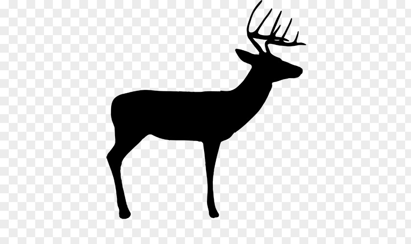 White-tailed Deer Reindeer Roe Fallow PNG